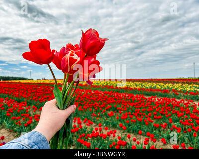 Nahaufnahme einer weiblichen Hand, die ein Bouquet frischer roter Tulpen vor einem lebhaften Tulpenfeld hält. Perfekt für Frühlingskampagnen, Blumenbranding und romantische G Stockfoto