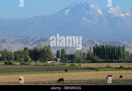 KIRGISISTAN, Bazar-Korgon bei Jalalabad, schneebedeckte Berge und Baumwollfarmen in der Ebene / KIRGISTAN, Bazar Korgon, Schneebedeckte Berge und Baumwolle Anbau in der Ebene Stockfoto