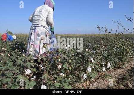 KIRGISISTAN, Bazar-Korgon bei Jalalabad, Landwirtschafts- und Dienstleistungsgenossenschaft ACSC Bio-Farmer, Projekt Bio- und Fairtrade-Baumwollfarm, Frauen bei Ernte / KIRGISTAN, Bazar Korgon, Projekt Fairtrade und Bio-Baumwolle Anbau ACSC Bio-Farmer, Frauen bei Ernte Stockfoto