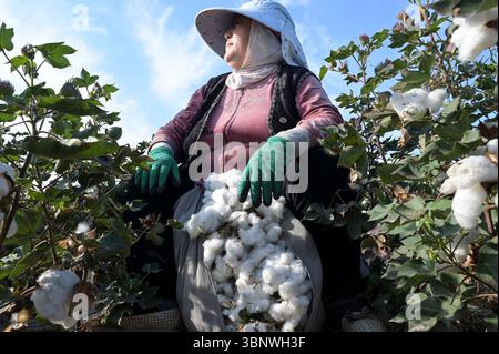 KIRGISISTAN, Bazar-Korgon bei Jalalabad, Landwirtschafts- und Dienstleistungsgenossenschaft ACSC Bio-Farmer, Projekt Bio- und Fairtrade-Baumwollfarm, Frauen bei Ernte / KIRGISTAN, Bazar Korgon, Projekt Fairtrade und Bio-Baumwolle Anbau ACSC Bio-Farmer, Frauen bei Ernte Stockfoto