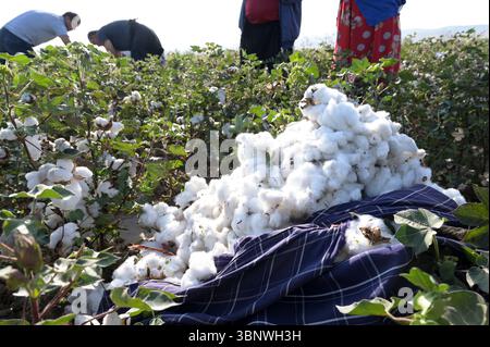 KIRGISISTAN, Bazar-Korgon bei Jalalabad, Landwirtschafts- und Dienstleistungsgenossenschaft ACSC Bio-Farmer, Projekt Bio- und Fairtrade-Baumwollfarm, Frauen bei Ernte / KIRGISTAN, Bazar Korgon, Projekt Fairtrade und Bio-Baumwolle Anbau ACSC Bio-Farmer, Frauen bei Ernte Stockfoto