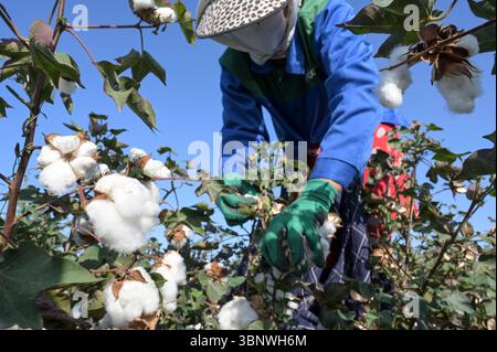 KIRGISISTAN, Bazar-Korgon bei Jalalabad, Landwirtschafts- und Dienstleistungsgenossenschaft ACSC Bio-Farmer, Projekt Bio- und Fairtrade-Baumwollfarm, Frauen bei Ernte / KIRGISTAN, Bazar Korgon, Projekt Fairtrade und Bio-Baumwolle Anbau ACSC Bio-Farmer, Frauen bei Ernte Stockfoto