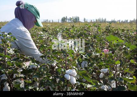 KIRGISISTAN, Bazar-Korgon bei Jalalabad, Landwirtschafts- und Dienstleistungsgenossenschaft ACSC Bio-Farmer, Projekt Bio- und Fairtrade-Baumwollfarm, Frauen bei Ernte / KIRGISTAN, Bazar Korgon, Projekt Fairtrade und Bio-Baumwolle Anbau ACSC Bio-Farmer, Frauen bei Ernte Stockfoto