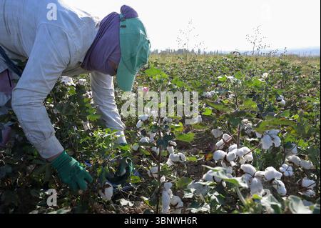 KIRGISISTAN, Bazar-Korgon bei Jalalabad, Landwirtschafts- und Dienstleistungsgenossenschaft ACSC Bio-Farmer, Projekt Bio- und Fairtrade-Baumwollfarm, Frauen bei Ernte / KIRGISTAN, Bazar Korgon, Projekt Fairtrade und Bio-Baumwolle Anbau ACSC Bio-Farmer, Frauen bei Ernte Stockfoto