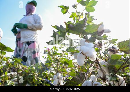 KIRGISISTAN, Bazar-Korgon bei Jalalabad, Landwirtschafts- und Dienstleistungsgenossenschaft ACSC Bio-Farmer, Projekt Bio- und Fairtrade-Baumwollfarm, Frauen bei Ernte / KIRGISTAN, Bazar Korgon, Projekt Fairtrade und Bio-Baumwolle Anbau ACSC Bio-Farmer, Frauen bei Ernte Stockfoto