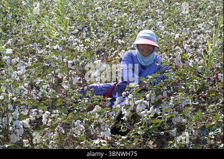 KIRGISISTAN, Bazar-Korgon bei Jalalabad, Landwirtschafts- und Dienstleistungsgenossenschaft ACSC Bio-Farmer, Projekt Bio- und Fairtrade-Baumwollfarm, Frauen bei Ernte / KIRGISTAN, Bazar Korgon, Projekt Fairtrade und Bio-Baumwolle Anbau ACSC Bio-Farmer, Frauen bei Ernte Stockfoto
