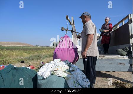 KIRGISISTAN, Bazar-Korgon bei Jalalabad, Landwirtschafts- und Dienstleistungsgenossenschaft ACSC Bio-Farmer, Projekt Bio- und Fairtrade-Baumwollfarm, Wiegen der Ernte und Transport zur Entkernungsfabrik / KIRGISISTAN, Bazar Korgon, Projekt Fairtrade und Bio-Baumwolle Anbau ACSC Bio-Farmer, wiegen der Ernte und Transport zur Entkernungsfabrik Stockfoto