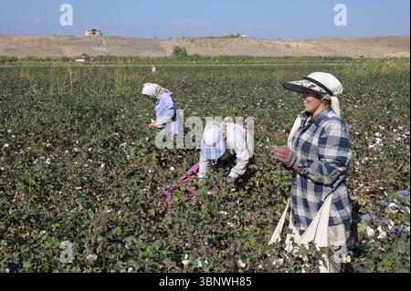 KIRGISISTAN, Bazar-Korgon bei Jalalabad, Landwirtschafts- und Dienstleistungsgenossenschaft ACSC Bio-Farmer, Projekt Bio- und Fairtrade-Baumwollfarm, Frauen bei Ernte / KIRGISTAN, Bazar Korgon, Projekt Fairtrade und Bio-Baumwolle Anbau ACSC Bio-Farmer, Frauen bei Ernte Stockfoto