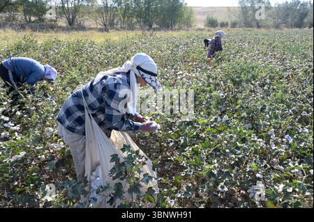 KIRGISISTAN, Bazar-Korgon bei Jalalabad, Landwirtschafts- und Dienstleistungsgenossenschaft ACSC Bio-Farmer, Projekt Bio- und Fairtrade-Baumwollfarm, Frauen bei Ernte / KIRGISTAN, Bazar Korgon, Projekt Fairtrade und Bio-Baumwolle Anbau ACSC Bio-Farmer, Frauen bei Ernte Stockfoto