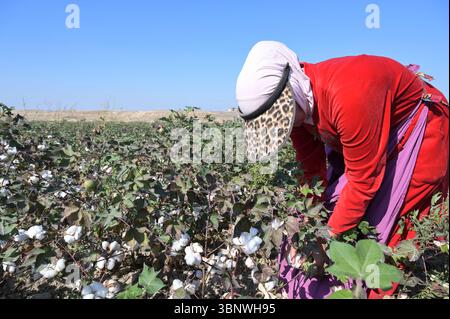 KIRGISISTAN, Bazar-Korgon bei Jalalabad, Landwirtschaftsgüter und Service Genossenschaft ACSC Bio-Farmer, Projekt Bio- und Fairtrade-Baumwollfarm, Frauen bei Ernte, Elisa 23 Jahre alt / KIRGISTAN, Bazar Korgon, Projekt Fairtrade und Bio-Baumwolle Anbau ACSC Bio-Farmer, Frauen bei Ernte, Elisa 23 Jahre alt Stockfoto