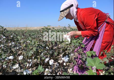 KIRGISISTAN, Bazar-Korgon bei Jalalabad, Landwirtschaftsgüter und Service Genossenschaft ACSC Bio-Farmer, Projekt Bio- und Fairtrade-Baumwollfarm, Frauen bei Ernte, Elisa 23 Jahre alt / KIRGISTAN, Bazar Korgon, Projekt Fairtrade und Bio-Baumwolle Anbau ACSC Bio-Farmer, Frauen bei Ernte, Elisa 23 Jahre alt Stockfoto