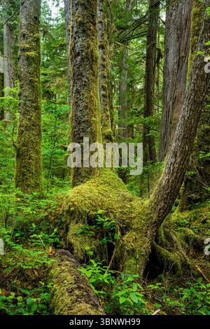WA28484-00...moosbedeckte Bäume und Blick auf den Waldboden vom Commissioners Trail auf der Olympic Peninsula. Stockfoto