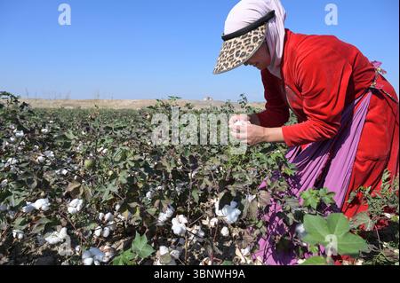 KIRGISISTAN, Bazar-Korgon bei Jalalabad, Landwirtschaftsgüter und Service Genossenschaft ACSC Bio-Farmer, Projekt Bio- und Fairtrade-Baumwollfarm, Frauen bei Ernte, Elisa 23 Jahre alt / KIRGISTAN, Bazar Korgon, Projekt Fairtrade und Bio-Baumwolle Anbau ACSC Bio-Farmer, Frauen bei Ernte, Elisa 23 Jahre alt Stockfoto