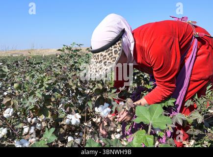 KIRGISISTAN, Bazar-Korgon bei Jalalabad, Landwirtschaftsgüter und Service Genossenschaft ACSC Bio-Farmer, Projekt Bio- und Fairtrade-Baumwollfarm, Frauen bei Ernte, Elisa 23 Jahre alt / KIRGISTAN, Bazar Korgon, Projekt Fairtrade und Bio-Baumwolle Anbau ACSC Bio-Farmer, Frauen bei Ernte, Elisa 23 Jahre alt Stockfoto