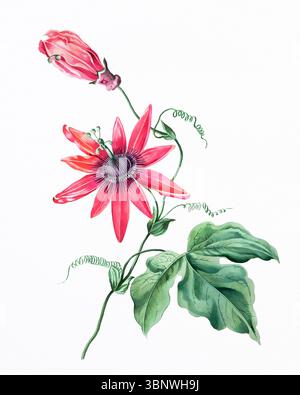 Blumen-Illustration handgezeichnet auf weißem Aquarellpapier. Helles botanisches Kunstwerk mit weicher Textur und feinen Blumendetails. Stockfoto