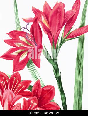 Blumen-Illustration handgezeichnet auf weißem Aquarellpapier. Helles botanisches Kunstwerk mit weicher Textur und feinen Blumendetails. Stockfoto