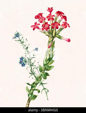 Blume Illustration Hand gezeichnet auf rustikalem beigem Hintergrund. Botanische Kunstwerke mit Aquarelltexturen und detailliertem Blumendesign. Stockfoto