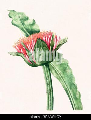 Blume Illustration Hand gezeichnet auf rustikalem beigem Hintergrund. Botanische Kunstwerke mit Aquarelltexturen und detailliertem Blumendesign. Stockfoto