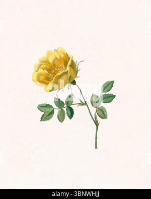 Blume Illustration Hand gezeichnet auf rustikalem beigem Hintergrund. Botanische Kunstwerke mit Aquarelltexturen und detailliertem Blumendesign. Stockfoto