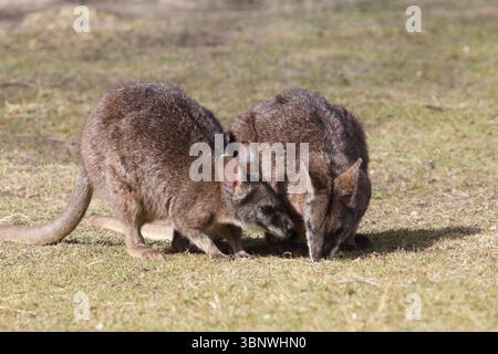 Das Parma Wallaby (Macropus parma) wurde erstmals von dem britischen Naturforscher John Gould um 1840 beschrieben. Stockfoto