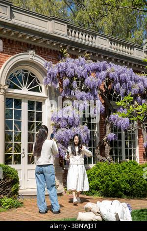 Wisteria in voller Blüte im Dumbarton Oaks Garden in Georgetown, Washington, D.C. Stockfoto