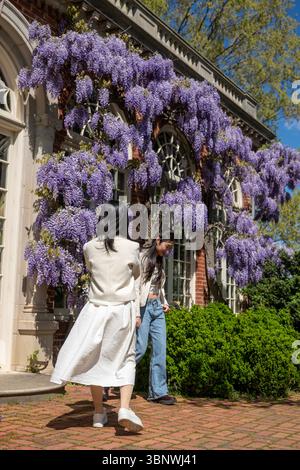 Wisteria in voller Blüte im Dumbarton Oaks Garden in Georgetown, Washington, D.C. Stockfoto