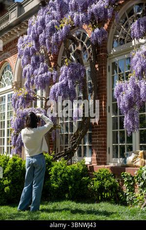 Wisteria in voller Blüte im Dumbarton Oaks Garden in Georgetown, Washington, D.C. Stockfoto