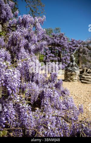 Wisteria in voller Blüte im Dumbarton Oaks Garden in Georgetown, Washington, D.C. Stockfoto