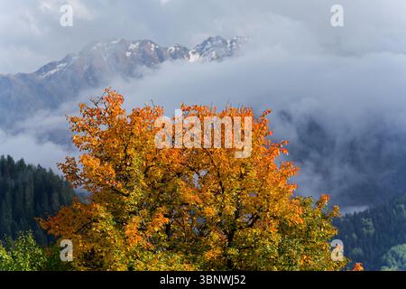 Lebhafte Herbstfarben mit teilweise bewölkten Bergen im Hintergrund in Heshkili bei Mestia, Georgien, am frühen Oktoberabend Stockfoto
