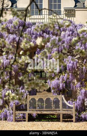 Wisteria in voller Blüte im Dumbarton Oaks Garden in Georgetown, Washington, D.C. Stockfoto