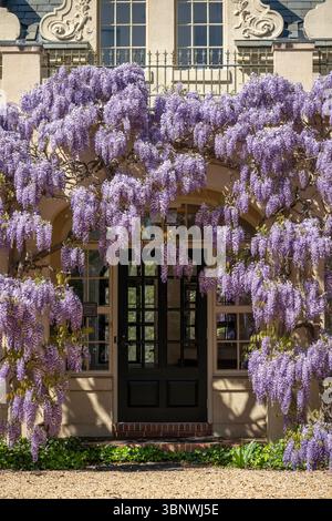 Wisteria in voller Blüte im Dumbarton Oaks Garden in Georgetown, Washington, D.C. Stockfoto