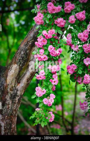 Close Up View Oof Pink Dawson Rose Strands Hing from a Tree, New Jersey, USA Stockfoto