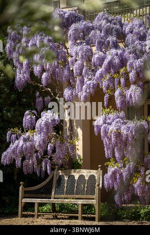 Wisteria in voller Blüte im Dumbarton Oaks Garden in Georgetown, Washington, D.C. Stockfoto