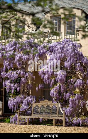 Wisteria in voller Blüte im Dumbarton Oaks Garden in Georgetown, Washington, D.C. Stockfoto