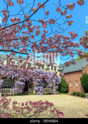 Wisteria in voller Blüte im Dumbarton Oaks Garden in Georgetown, Washington, D.C. Stockfoto