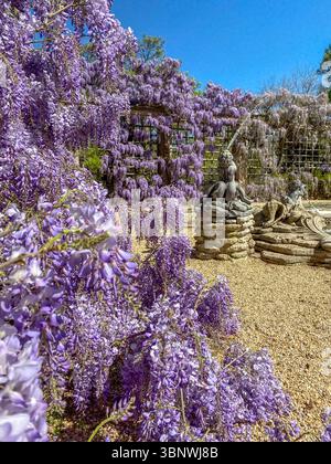 Wisteria in voller Blüte im Dumbarton Oaks Garden in Georgetown, Washington, D.C. Stockfoto