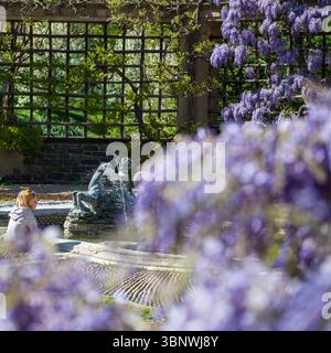 Wisteria in voller Blüte im Dumbarton Oaks Garden in Georgetown, Washington, D.C. Stockfoto