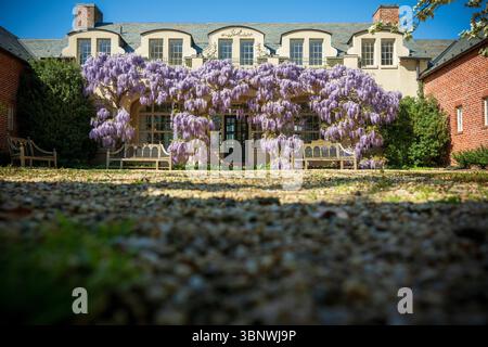 Wisteria in voller Blüte im Dumbarton Oaks Garden in Georgetown, Washington, D.C. Stockfoto