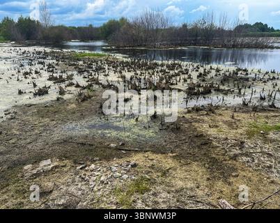 Sumpfiges Gewässer in heißem Klima - das malerische Sumpfgebiet bietet Wasser, Trockenland und verschiedene Vegetation, was eine ruhige Atmosphäre im Freien mit Clo schafft Stockfoto
