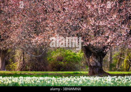 Early Spring Daffodil and Cherry Tree Blossom in Somerset County, New Jersey. Stockfoto