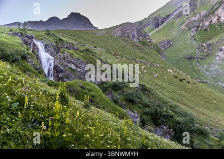 Der Stäuber-Wasserfall stürzt über Felsen in das Tal entlang des sogenannten Kraftroute-Pfades, gespeist vom Stierenbach. Eine Rinderherde grast auf dem gegenüberliegenden Hang, mit gelben und weißen alpinen Wildblumen im Vordergrund. Attinghausen, Kanton Uri, Schweiz. Stockfoto