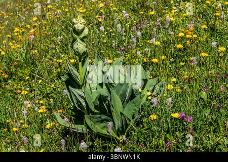 Ein gelber Enzian (Gentiana lutea) mit seinen großen Blättern und noch geschlossenen Blüten dominiert eine farbenfrohe Bergwiese. Die Wiese ist reich an verschiedenen Wildblumen in Gelb-, Lila- und Weißtönen. Diese alpine Szene wurde in der Nähe der Brunnihütte SAC bei Engelberg im Kanton Obwalden in der Schweiz fotografiert Stockfoto