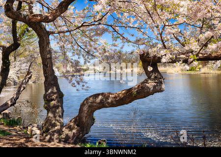 Old Japanese Cherry Tree Blssoms in Lakeside, Branch Brook Park, Newark, New Jersey, Essex County, USA Stockfoto