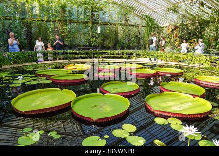 The Waterlily House at the Kew Gardens, London England Großbritannien Stockfoto