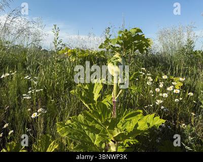 Nahaufnahme eines invasiven Riesenbärchens (Heracleum), der auf einem Feld wächst. Stockfoto