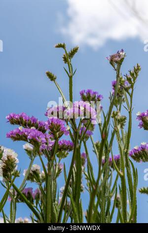 Tiefwinkelansicht der violetten statice-Blüten in Blüte vor einem hellblauen Himmel mit Wolken. Ideal für Frühlings-, Natur- oder saisonale Konzepte Stockfoto