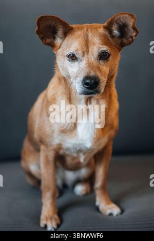 Ganzkörperporträt eines kleinen braunen Hundes mit ausdrucksstarken Augen, der auf einem dunklen Sofa sitzt. Innenbereich mit weichem Tageslicht und scharfer Fokussierung Stockfoto