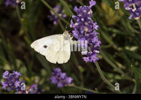 Ein kleiner weißer Schmetterling, Artogeia rapae, auf einer Lavendelpflanze. Stockfoto