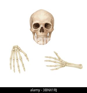 Menschliche Schädel- und Skeletthände – Halloween-Anatomie-Illustration in neutralen Tönen Stockfoto