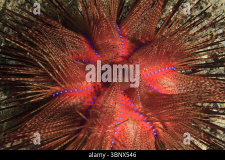 Unverwechselbare Seesterne mit Rottönen und blauen Punkten im tropischen Meer. Stockfoto